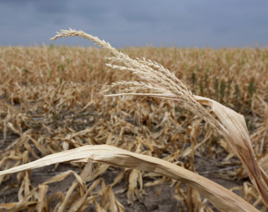 Najnowsze informacje o zagrożeniu suszą w rolnictwie